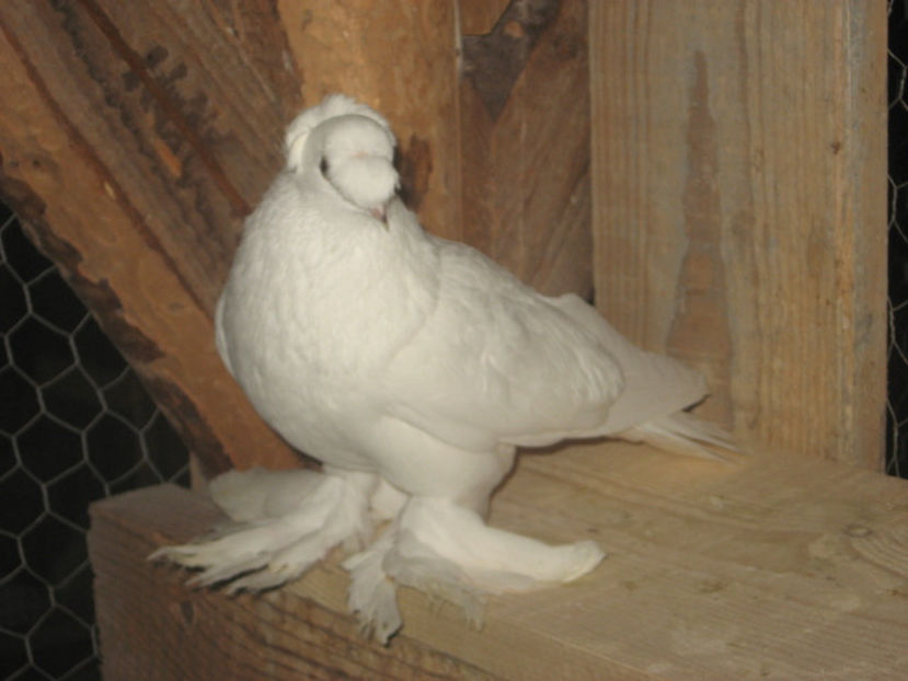  - a3 - JUCĂTOR UZBEK de vânzare