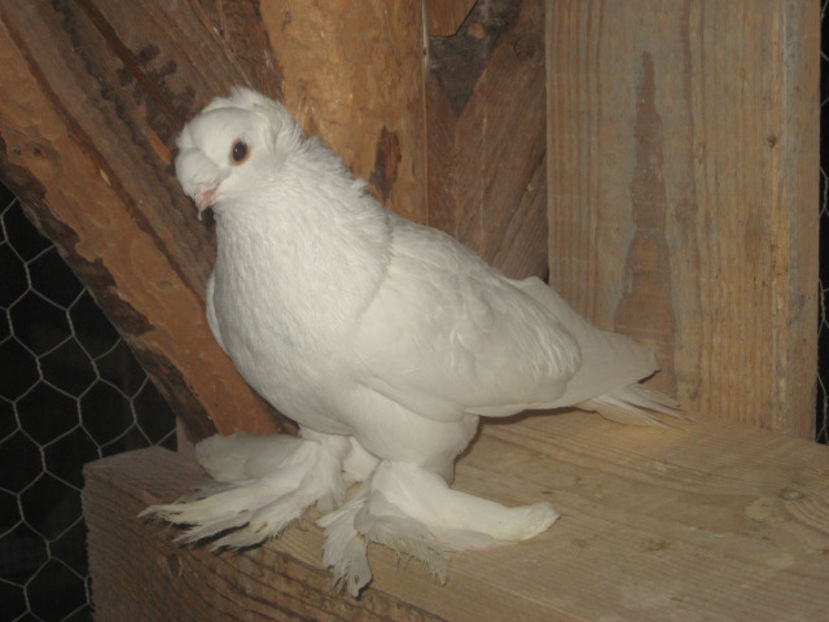  - a3 - JUCĂTOR UZBEK de vânzare