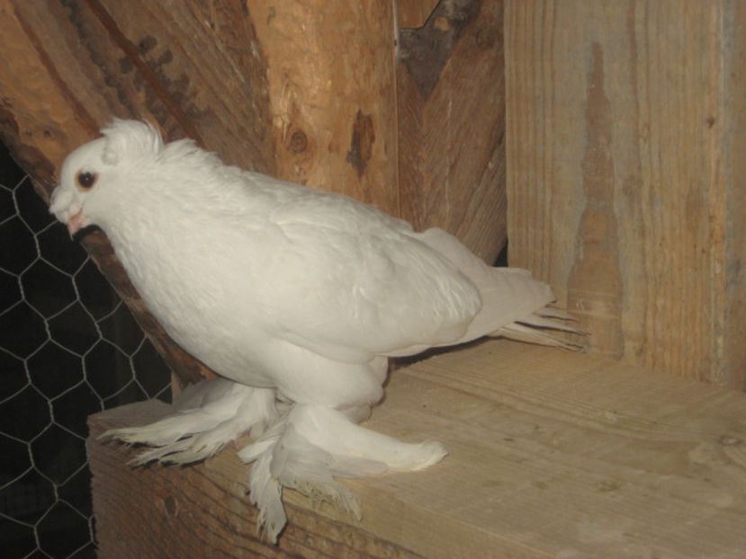  - a3 - JUCĂTOR UZBEK de vânzare