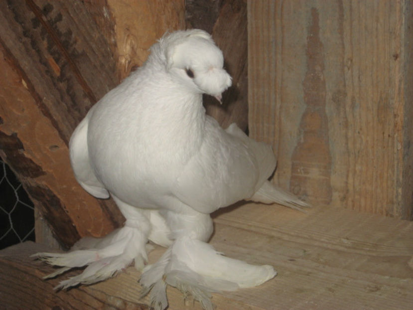  - a3 - JUCĂTOR UZBEK de vânzare