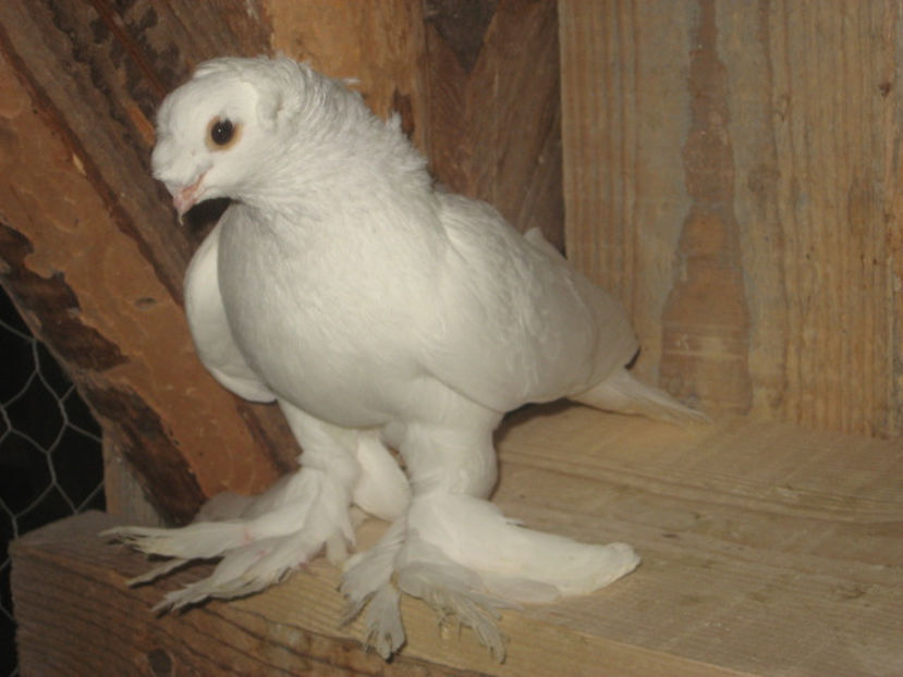  - a3 - JUCĂTOR UZBEK de vânzare