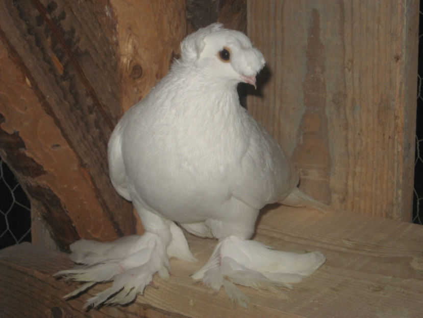  - a3 - JUCĂTOR UZBEK de vânzare