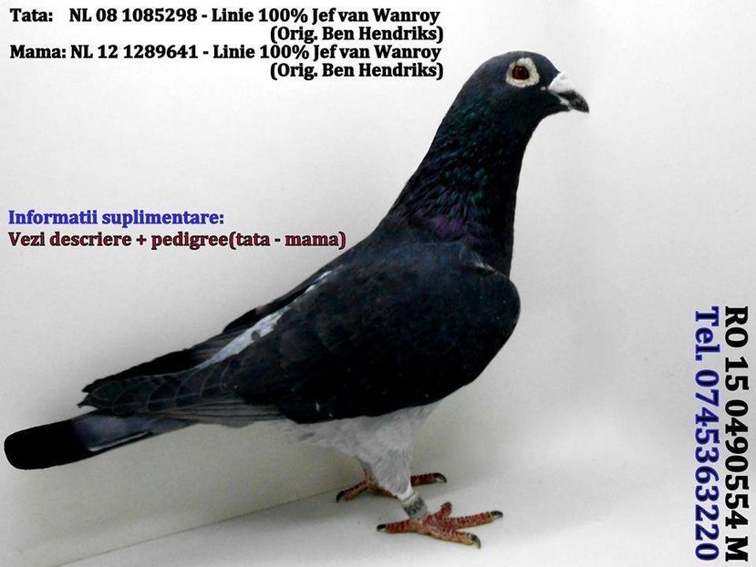 received_556926287991864 - Matca masculi