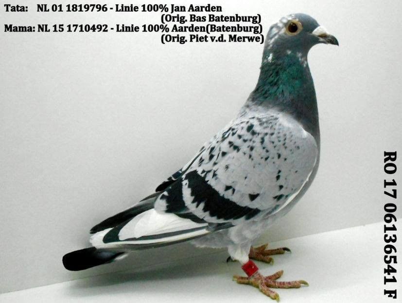 received_10209462287353324 - Matca femele