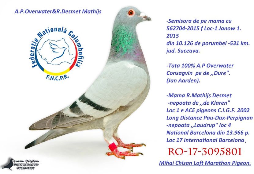 received_10213393207758588 - Matca femele