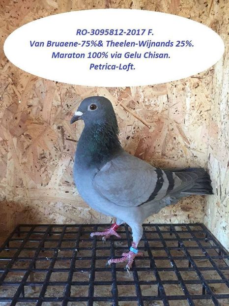 received_1796083627110540 - Matca femele