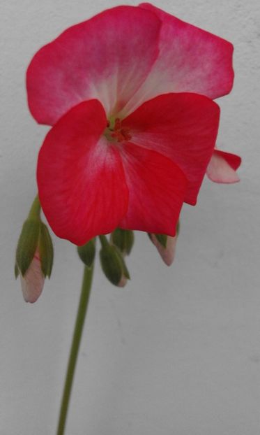  - Continuare la albumul Flori 2018