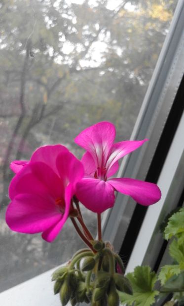  - Continuare la albumul Flori 2018