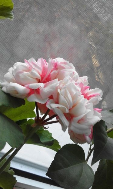  - Continuare la albumul Flori 2018