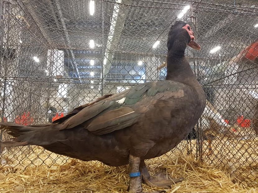 93p - Expo HERNING 2018