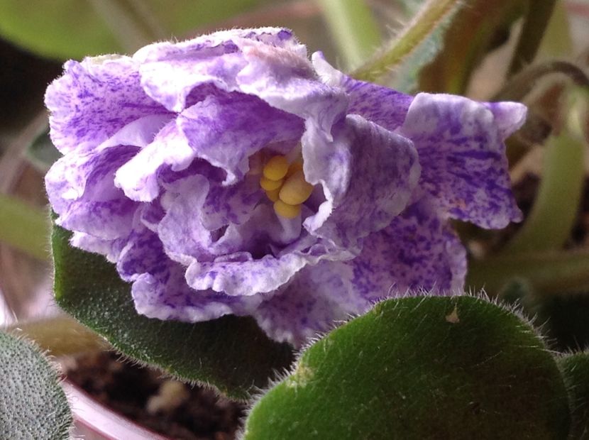 RS Morskaia Princessa - Violete de colecție cand nu poti sa te oprești 2018aprilie