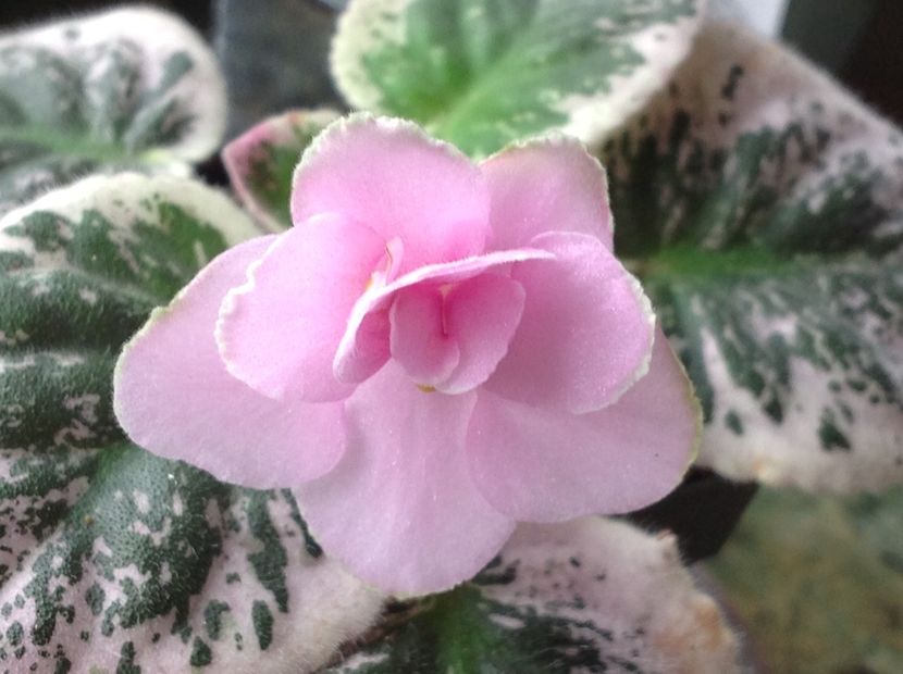 Ma s Second Thoughts - Violete de colecție cand nu poti sa te oprești 2018aprilie