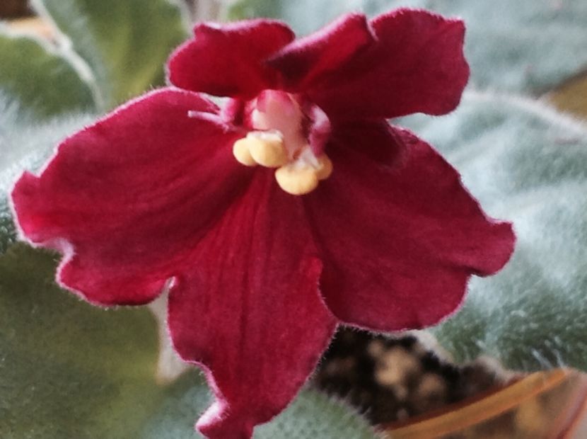 Mac s Scarlet O Hara - Violete de colecție cand nu poti sa te oprești 2018aprilie