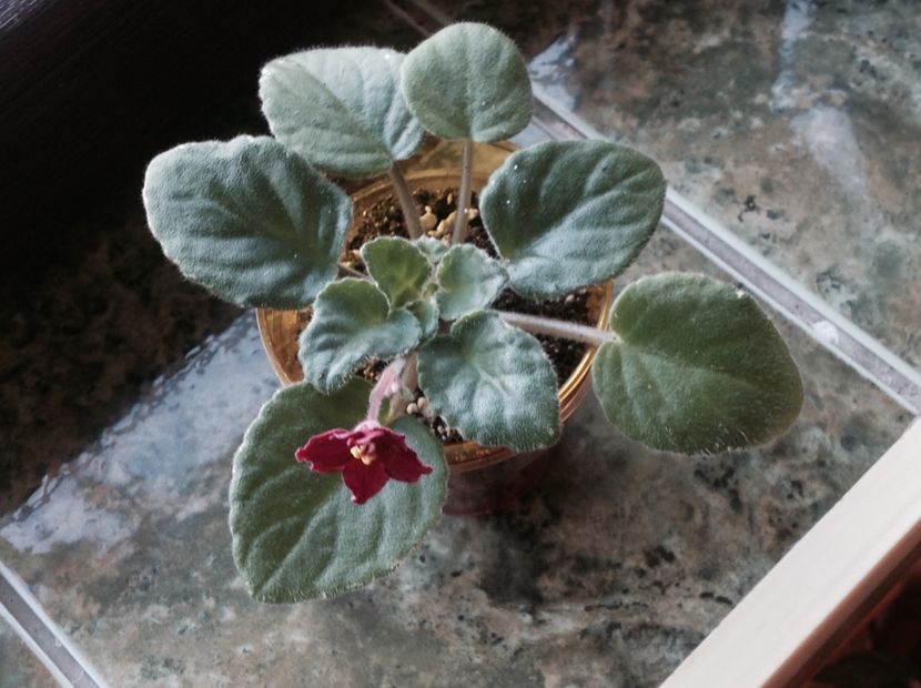 Mac s Scarlet O Hâra - Violete de colecție cand nu poti sa te oprești 2018aprilie