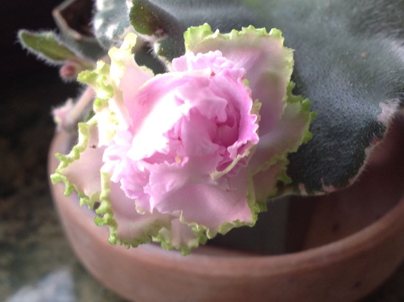 Irish Lulaby - Violete de colecție cand nu poti sa te oprești 2018aprilie