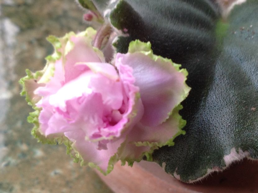 Irish Lulaby - Violete de colecție cand nu poti sa te oprești 2018aprilie