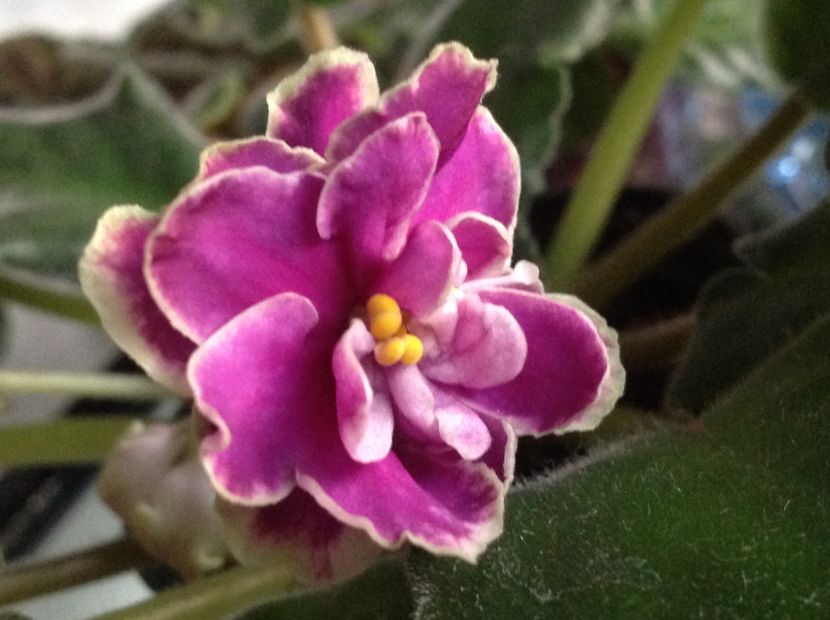 EK Magia Liubvi - Violete de colecție cand nu poti sa te oprești 2018aprilie