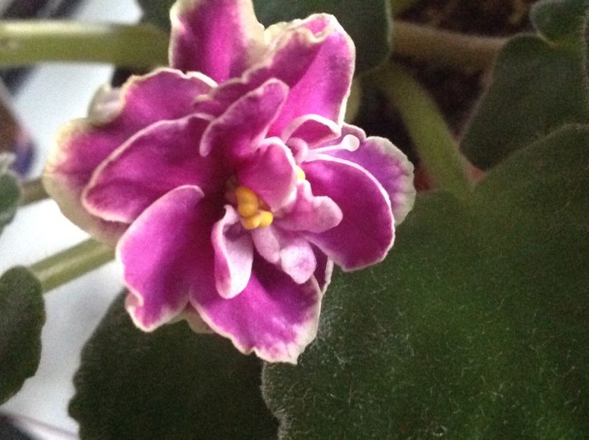 EK Magia Liubvi - Violete de colecție cand nu poti sa te oprești 2018aprilie