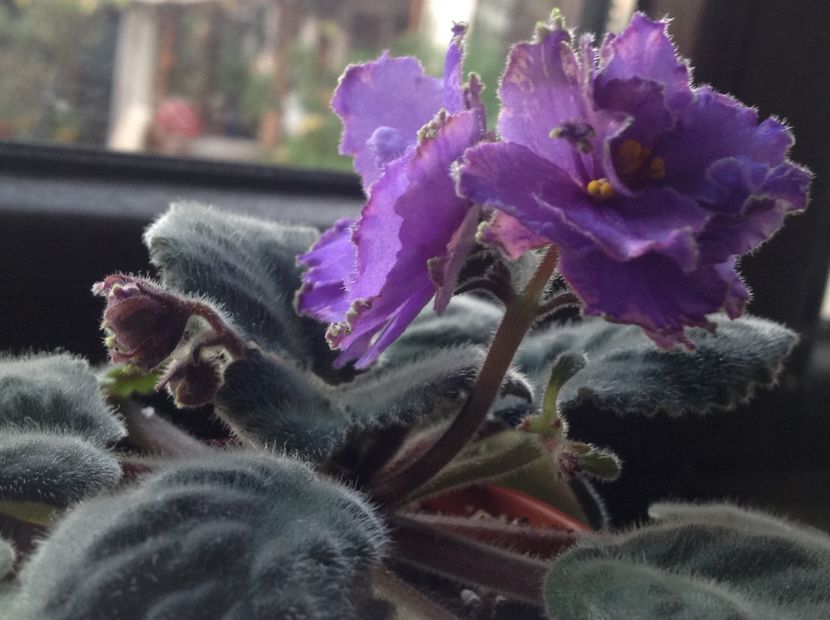 Blue Dragon - Violete de colecție cand nu poti sa te oprești 2018aprilie