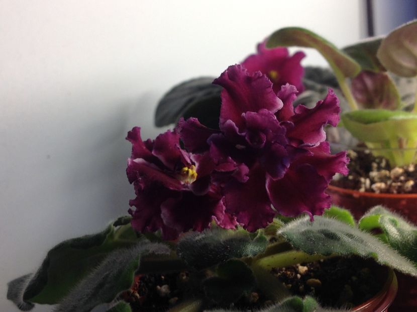 Amadeus - Violete de colecție cand nu poti sa te oprești 2018aprilie