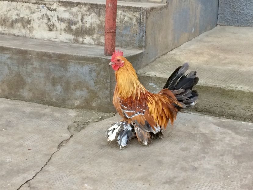 1A47C65A-62C8-4BF8-AECF-C17AC8D33C4A - 9-DE VANZARE MII DE FLORI