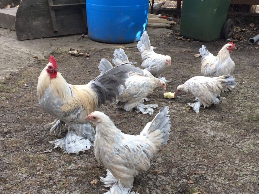 514DB8A1-7E5D-4F39-87E1-A12DBF7CB88E - 9-DE VANZARE MII DE FLORI