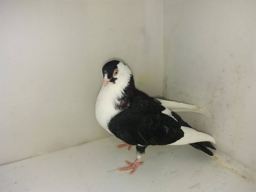 7159  femelă  2018_2 - tineret 2018