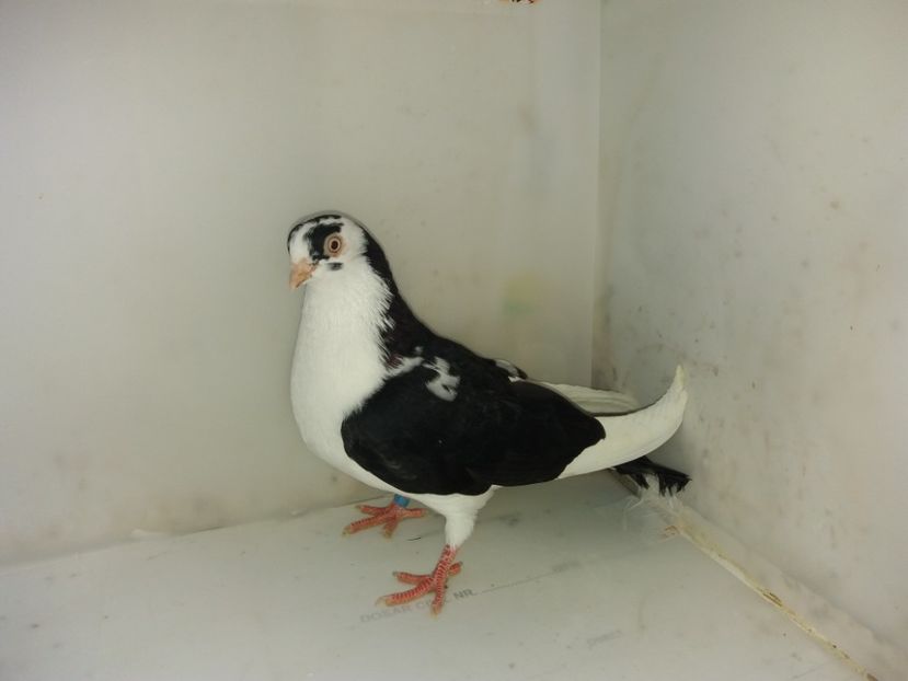 7160  femelă  2018_2 - tineret 2018