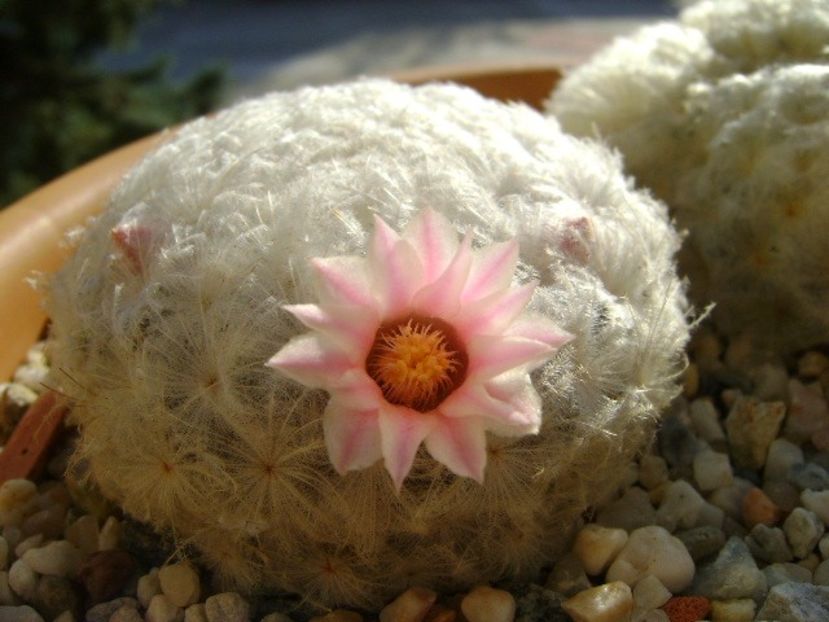 Mammillaria plumosa v. roseiflora - Cactusi 2018 final de an