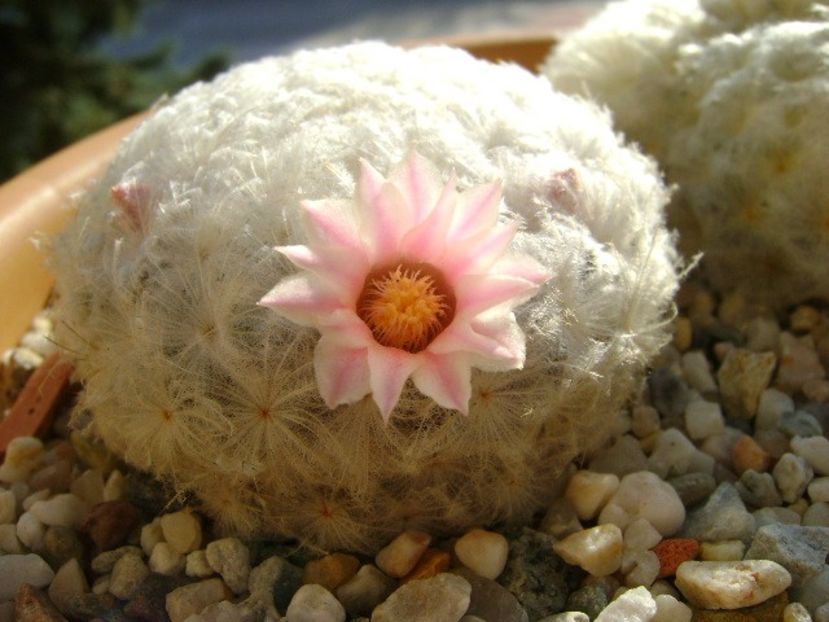 Mammillaria plumosa v. roseiflora - Cactusi 2018 final de an