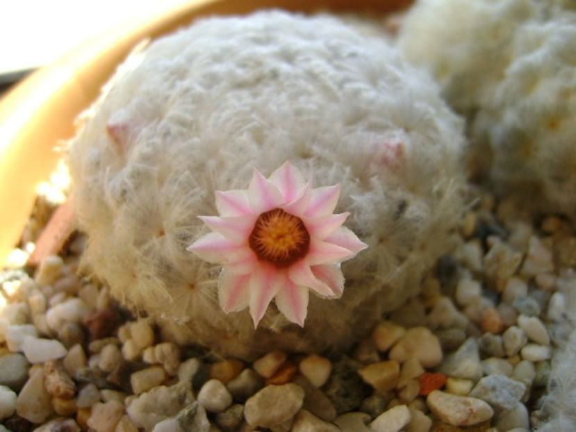 Mammillaria plumosa v. roseiflora - Cactusi 2018 final de an