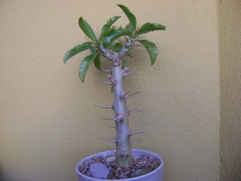 Pachypodium saundersii - Caudiciforme si bulbi 2018