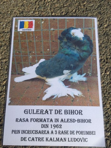 8E13309C-ECAB-4327-9C30-3AB927809475 - 8 ISTORIC GULERATI DE BIHOR