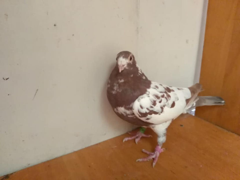 M.2018 - Porumbei  vinduti