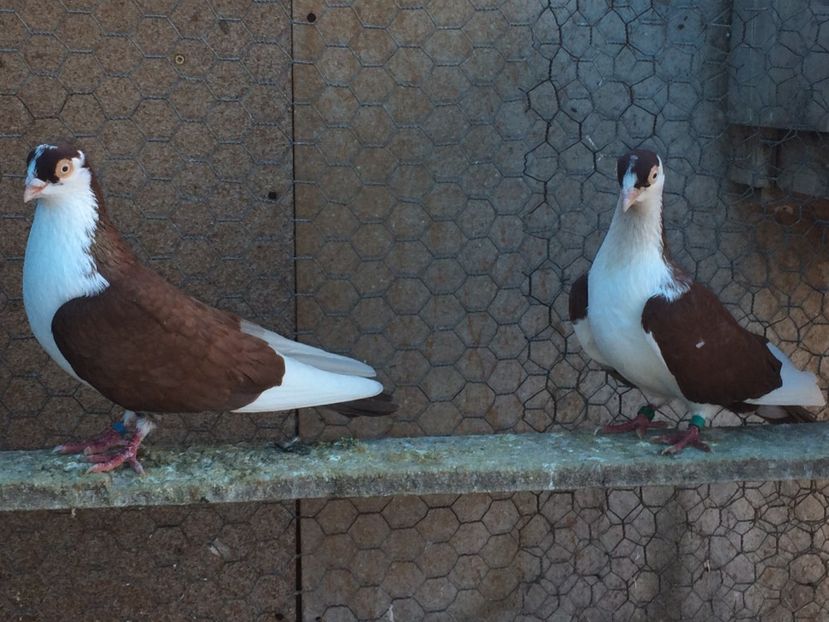  - 02 de prin volieră