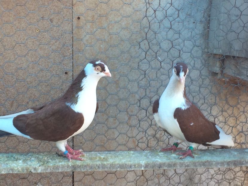  - 02 de prin volieră