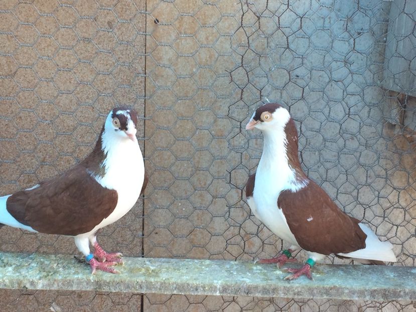  - 02 de prin volieră