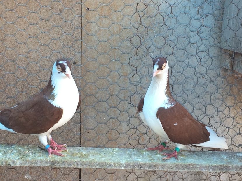  - 02 de prin volieră