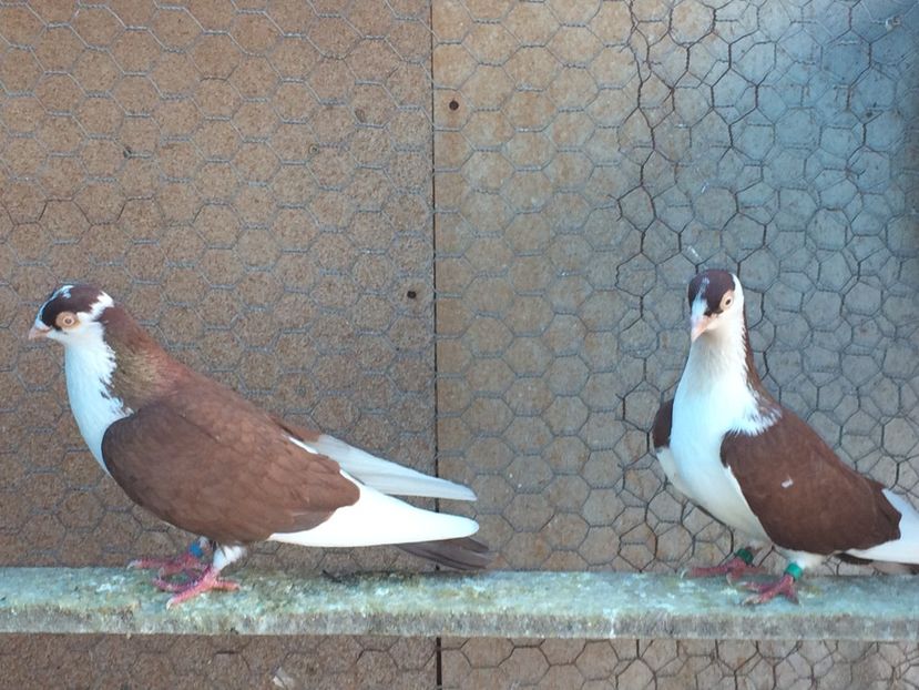  - 02 de prin volieră