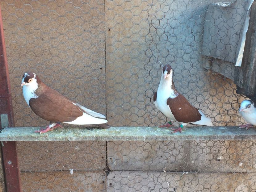  - 02 de prin volieră