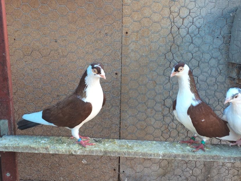  - 02 de prin volieră