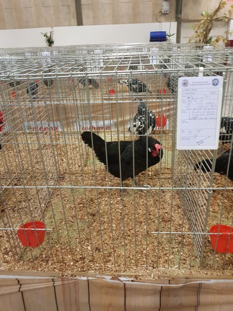  - 051 Expozitia europeana de la Herning 2018
