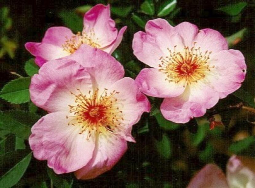fruhlingsmorgen - Dorinte trandafiri 2023