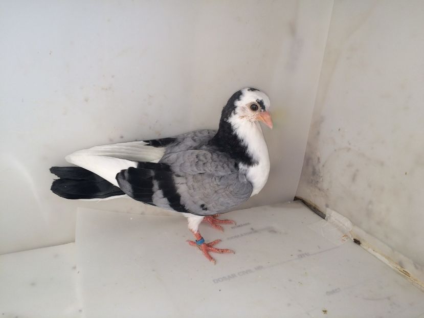 7171  mascul  2018_3 - Plecați ALBUM 2