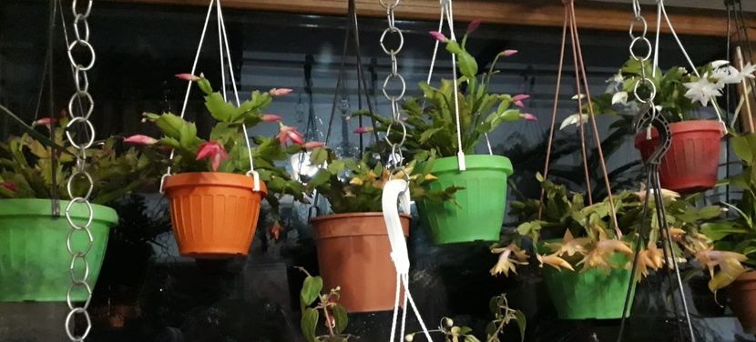 IMG-20181111-WA0008 - Schlumbergera