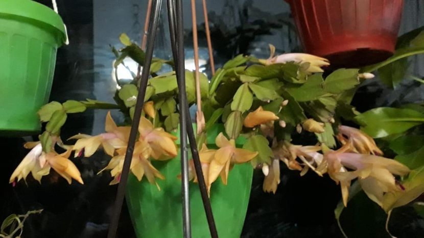IMG-20181111-WA0009 - Schlumbergera