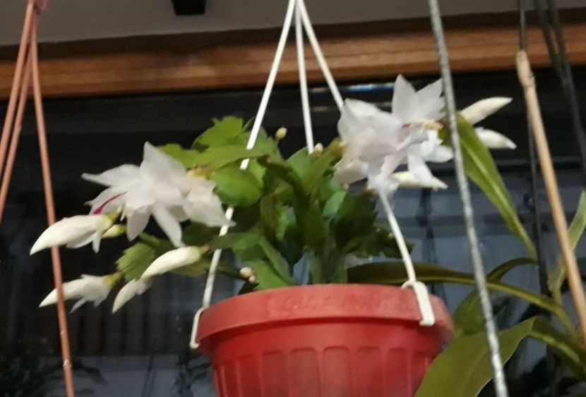 IMG-20181111-WA0010 - Schlumbergera