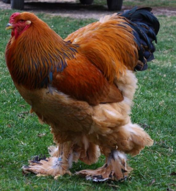 IMG-20181109-WA0062 - Brahma Columbia galben-negru 2017-2018