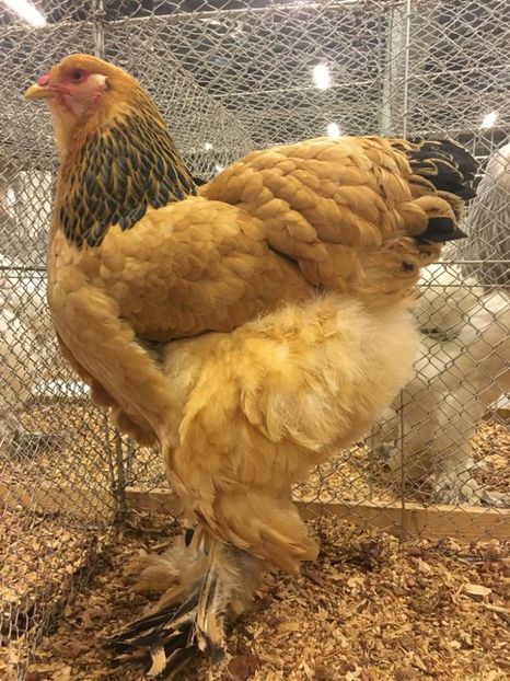 IMG-20181109-WA0054 - Brahma Columbia galben-negru 2017-2018