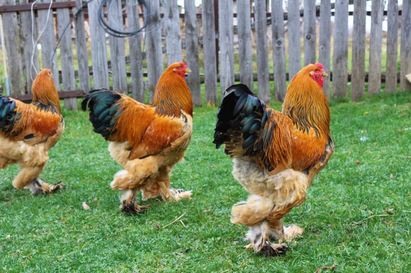 IMG-20181103-WA0046 - Brahma Columbia galben-negru 2017-2018